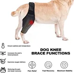 Rear leg brace for dogs
